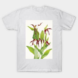 Cypripedium montanum - Botanical Illustration T-Shirt